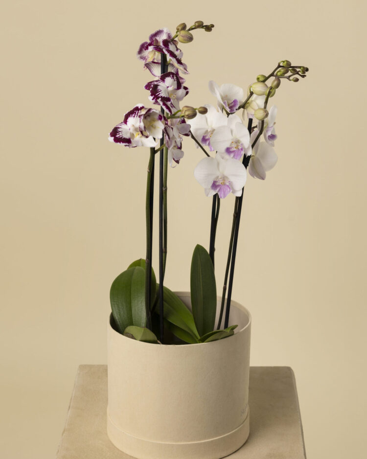 Orquídea Luxury Blanca y Púrpura