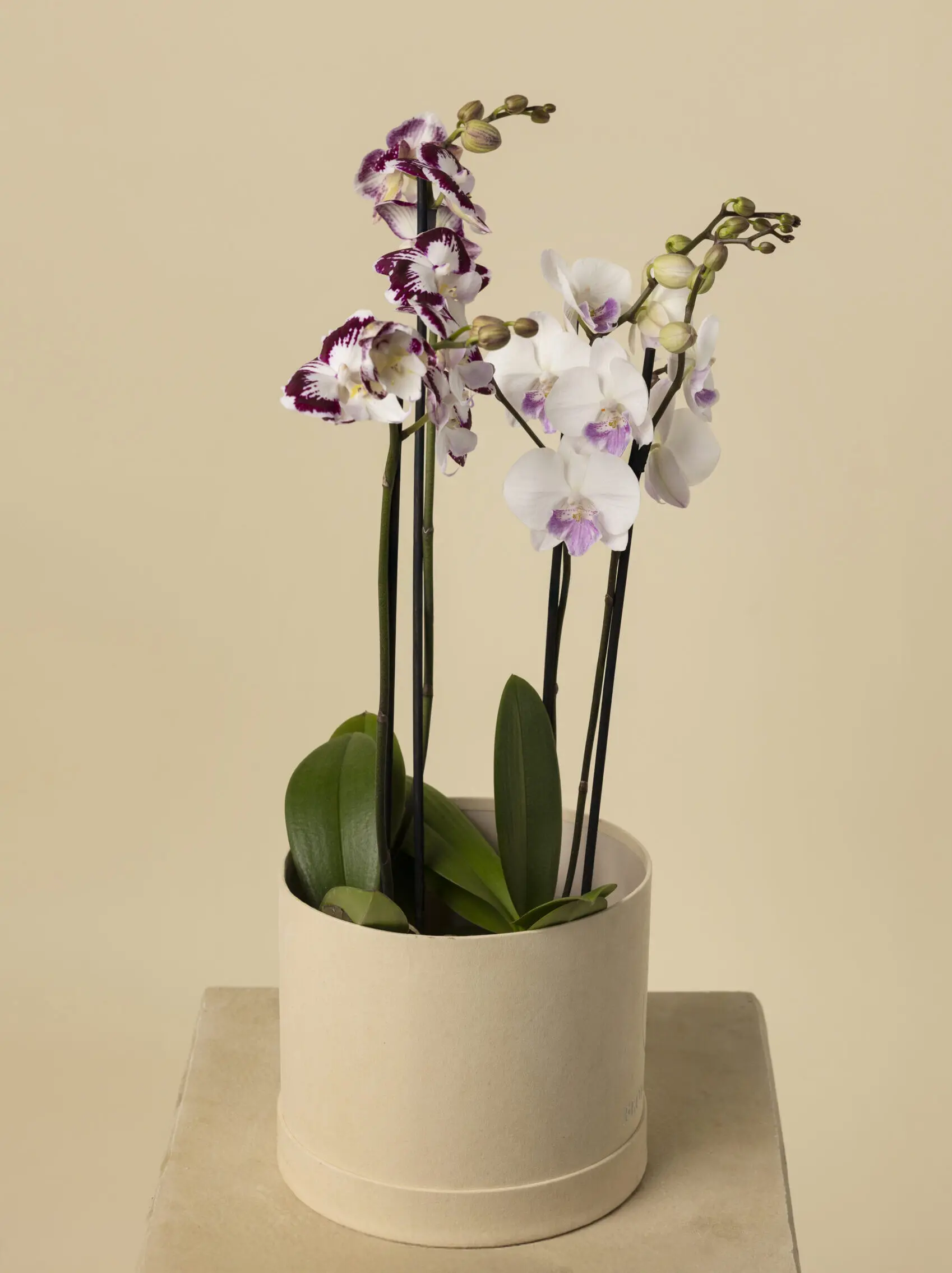 Luxury White and Purple Orchid