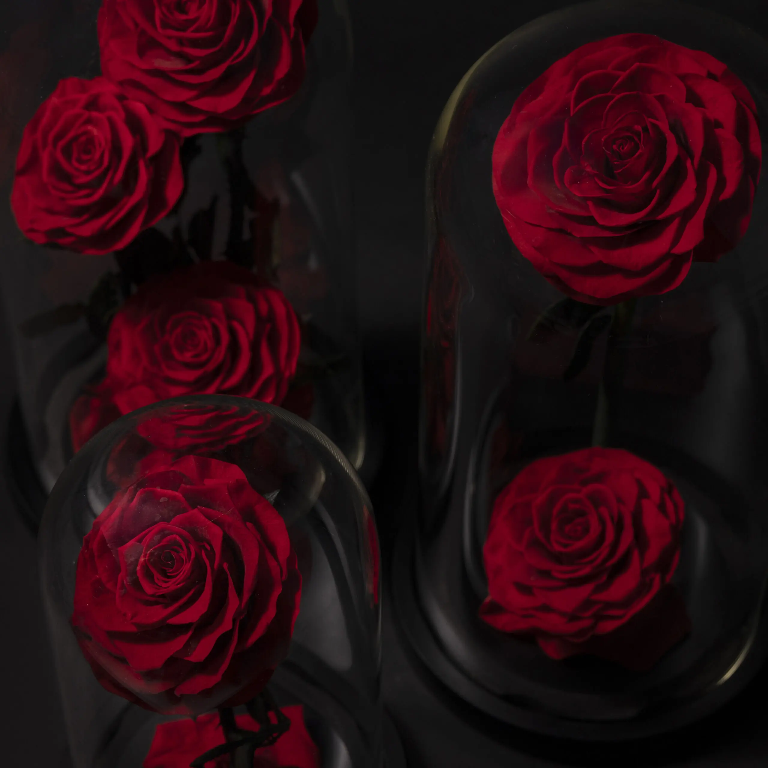 Eternal Roses in Dome - Image 3