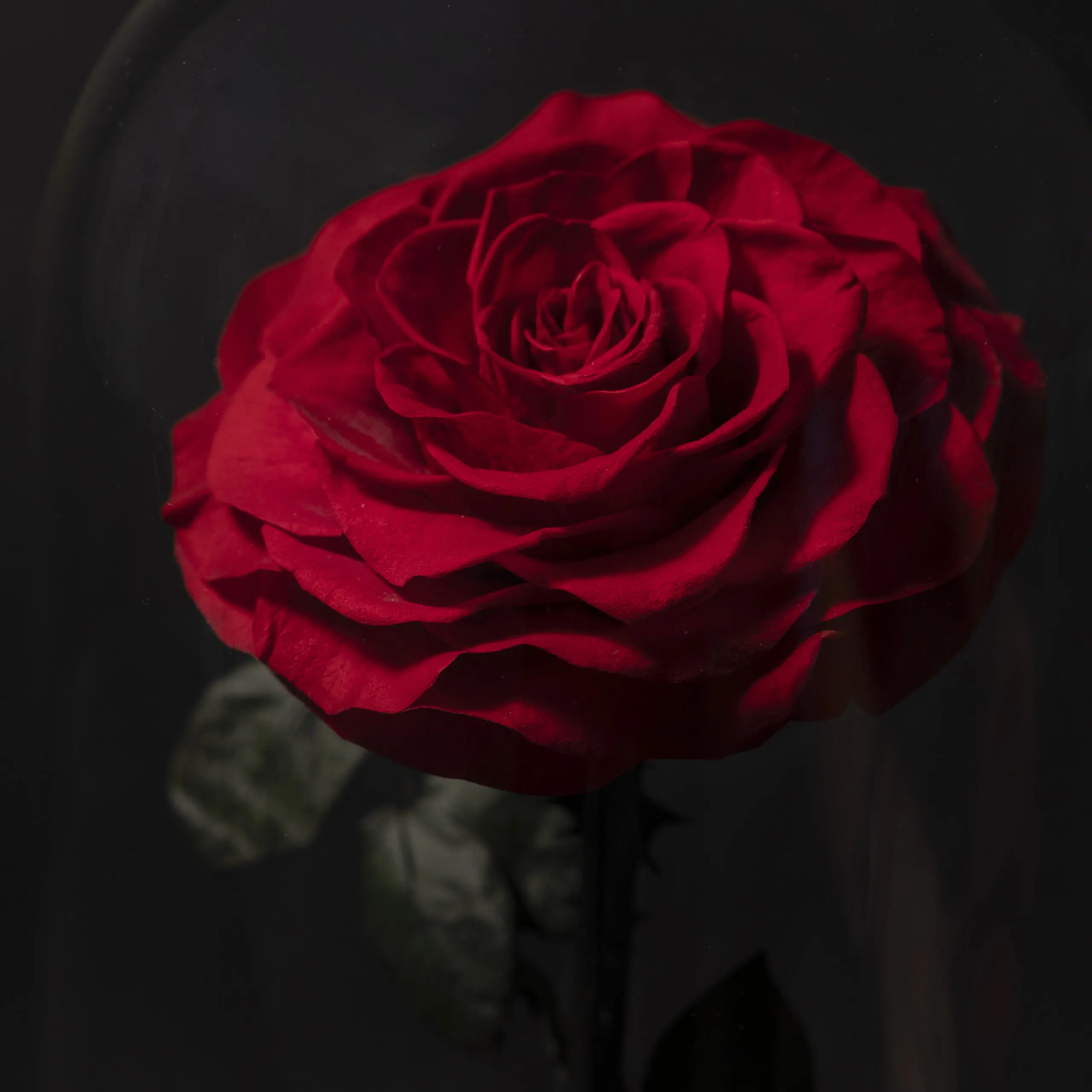 Eternal Roses in Dome - Image 4