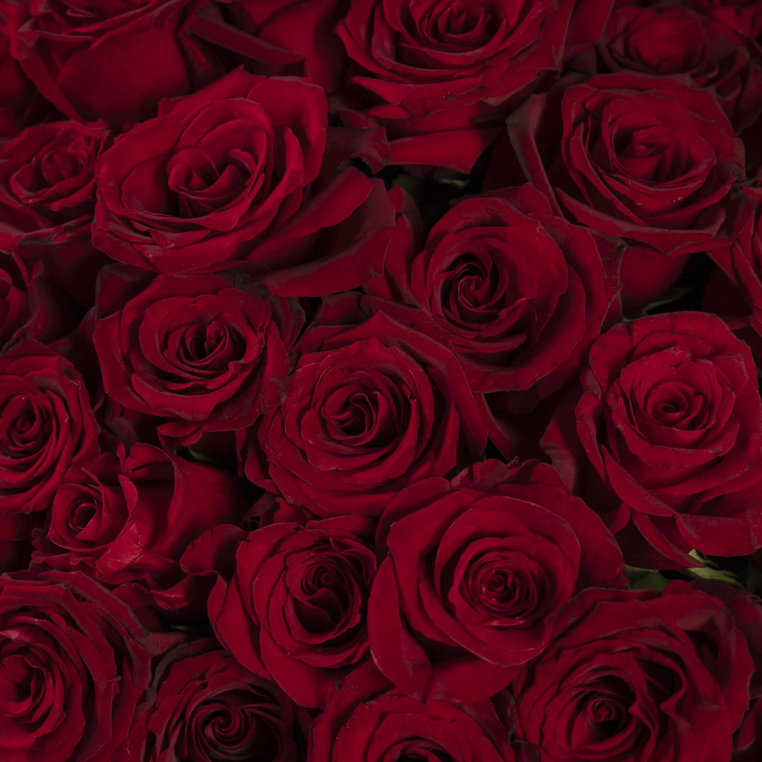 50 Premium Red Roses - Image 4