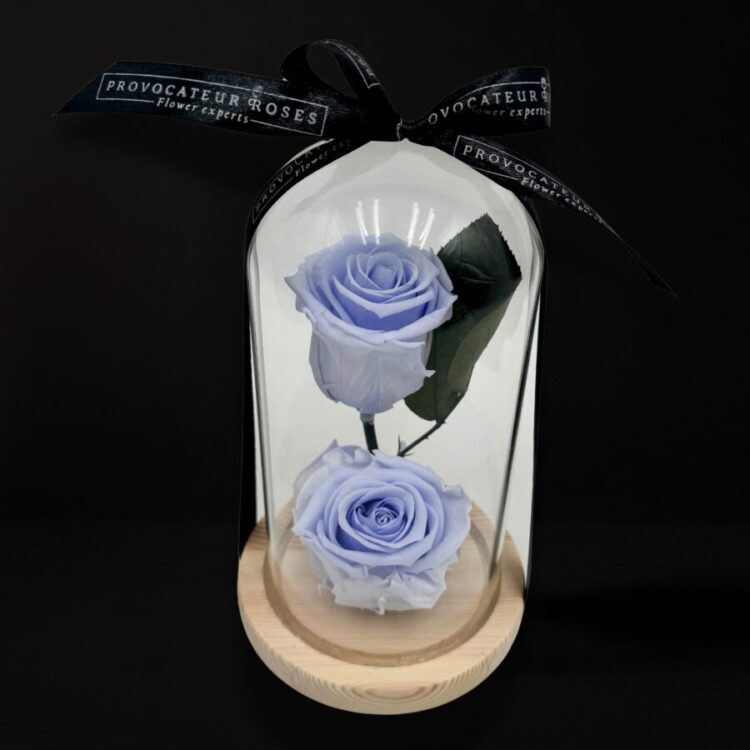 2 Rosas Preservadas Lila con Cúpula