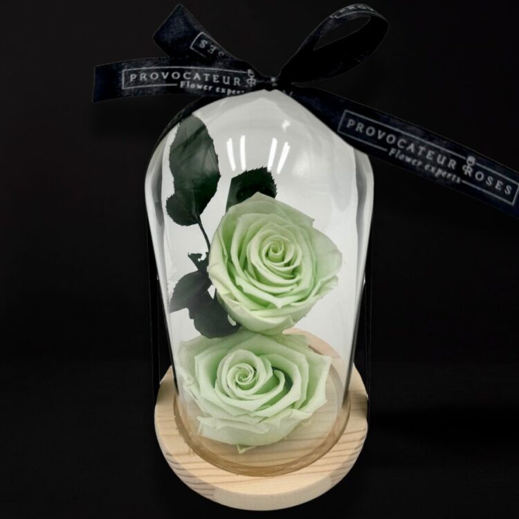 Beauty and the best rose