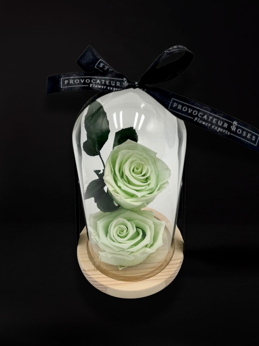 Beauty and the best rose