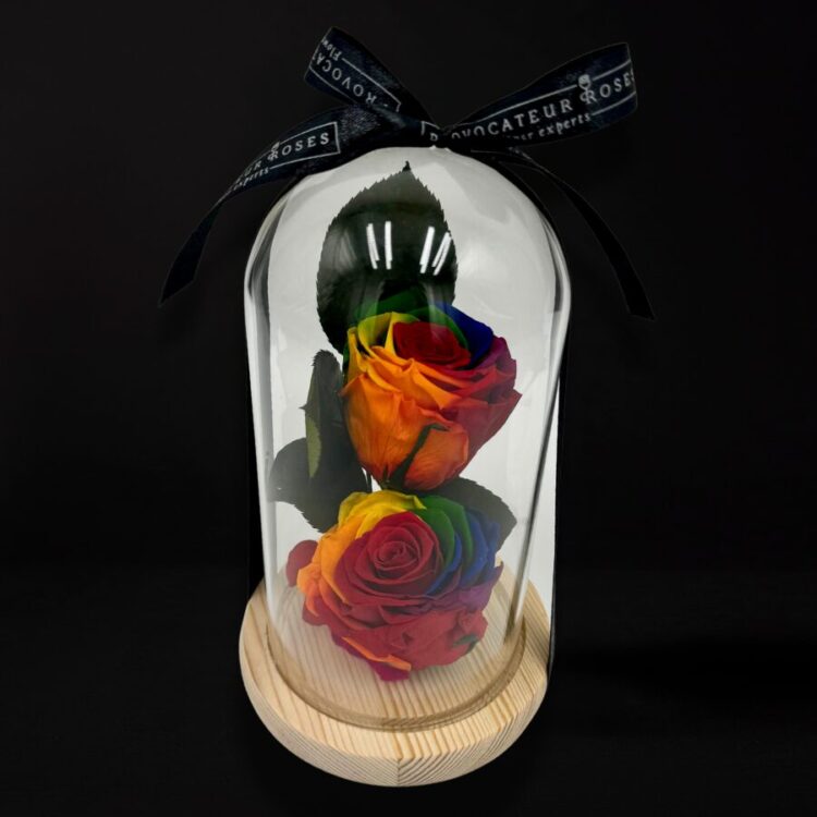 2 Rosas Preservadas Arcoíris con Cúpula