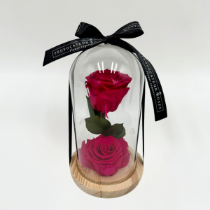 2 Rosas Preservadas Rosadas con Cúpula