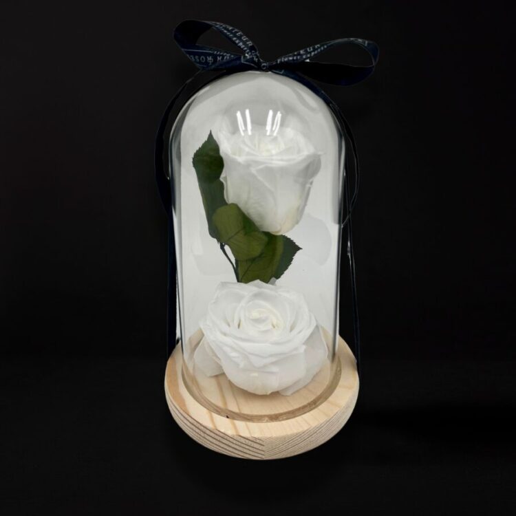 2 Rosas Preservadas Blancas con Cúpula