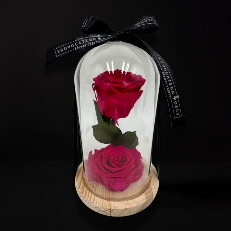 2 Rosas Preservadas Rosadas con Cúpula