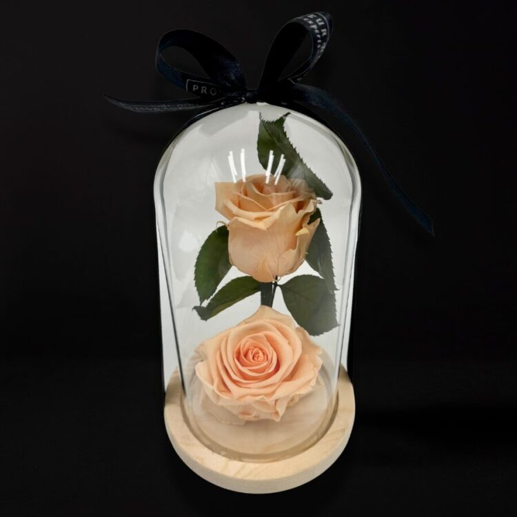 2 Rosas Preservadas Rosa Melón con Cúpula