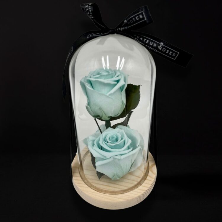 2 Rosas Preservadas Aquamarina con Cúpula