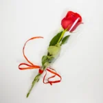 Fresh red rose stem +6,00€