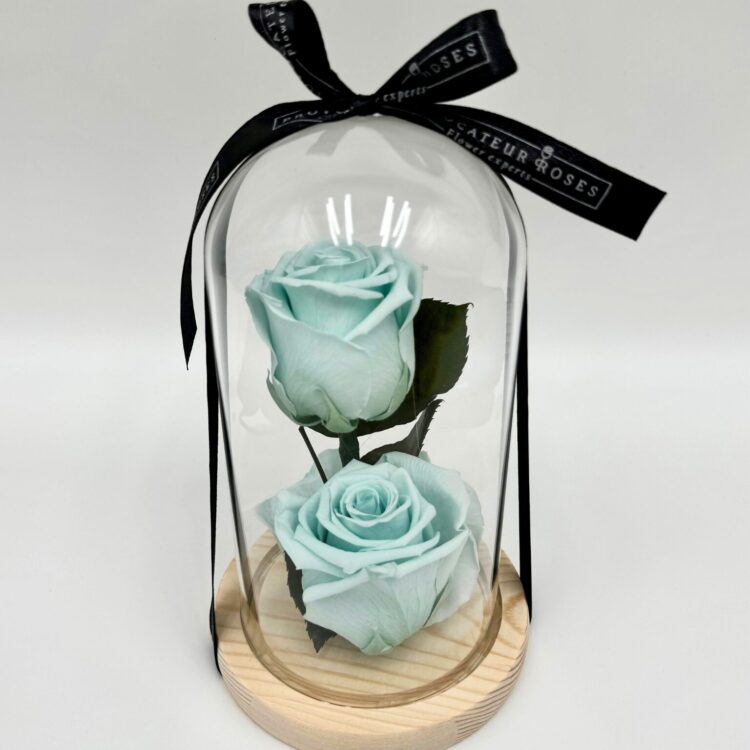 2 Rosas Preservadas Aquamarina con Cúpula