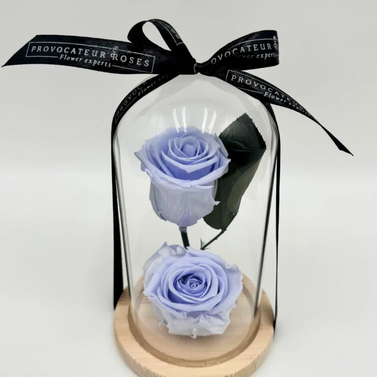 2 Preserved Lilac Roses with Dome