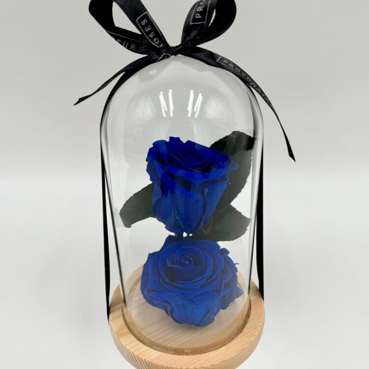 2 Rosas Eternas Azul en Cúpula