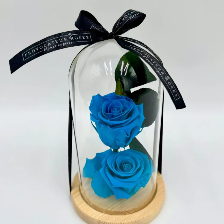 2 Preserved Roses in Turquoise Blue with Dome