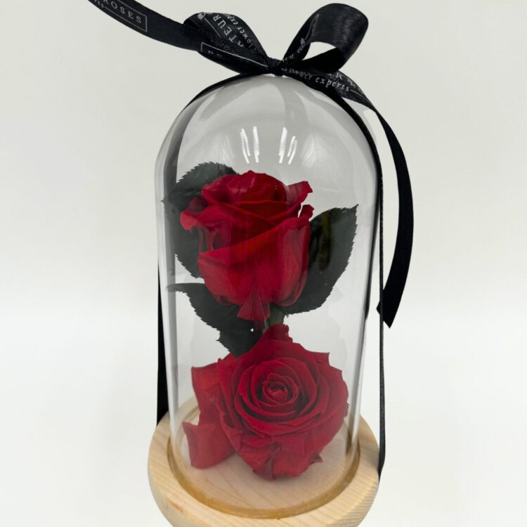 2 Rosas Preservadas Rojas con Cúpula