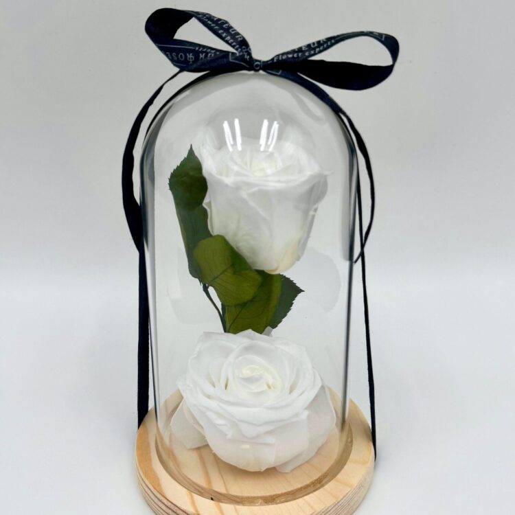 2 Rosas Preservadas Blancas con Cúpula