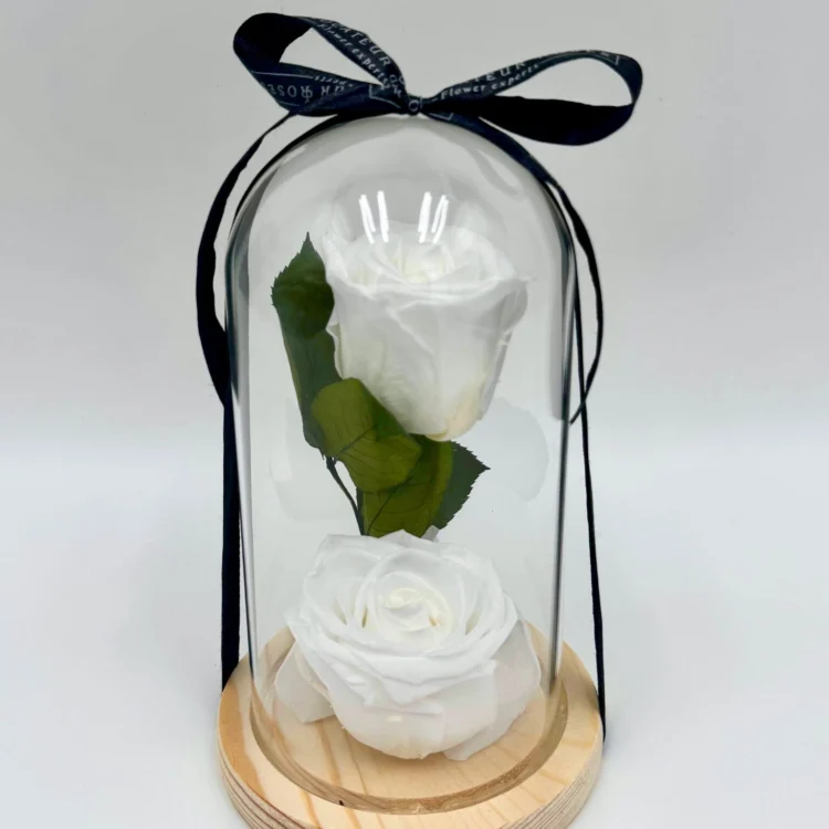 2 White Preserved Roses with Dome