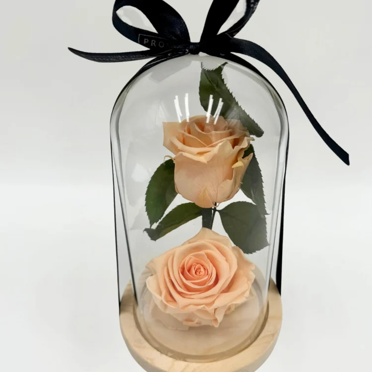 2 Preserved Melon Pink Roses with Dome
