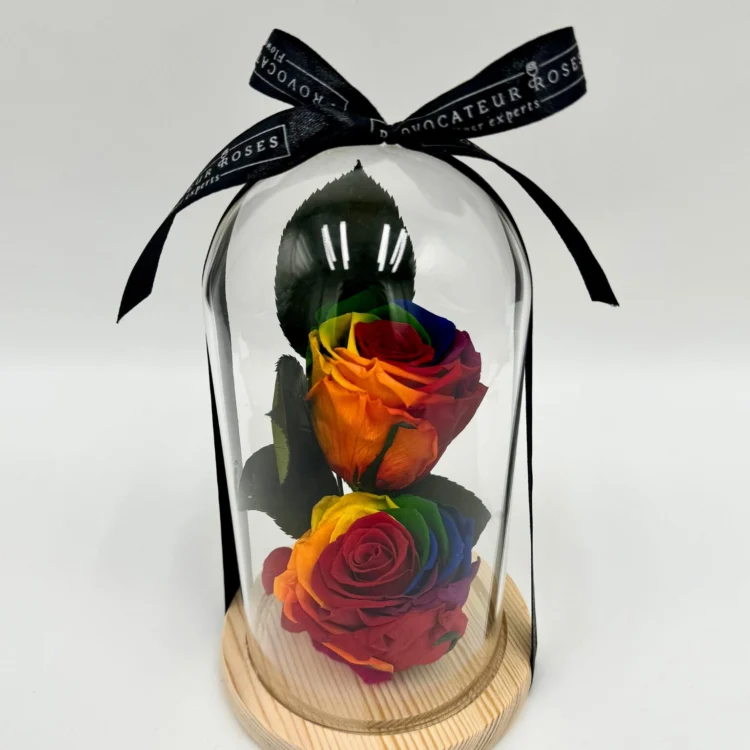 2 Preserved Rainbow Roses with Dome