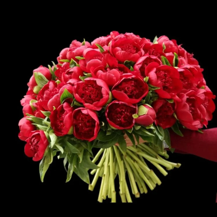 Bouquet of red peonies