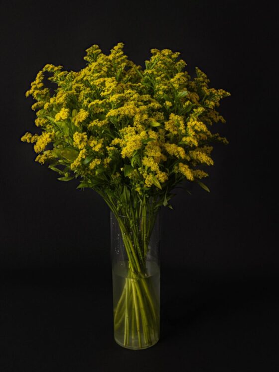 Ramo de Solidago