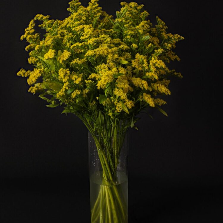 Ramo de Solidago