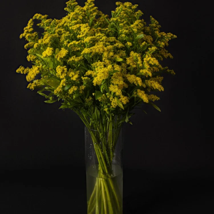 Solidago bouquet