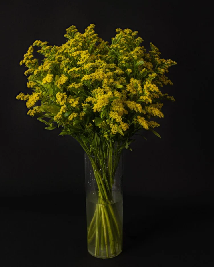 Solidago bouquet