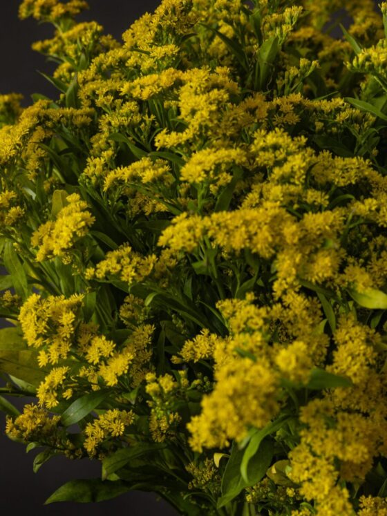Ramo de Solidago - Imagen 2