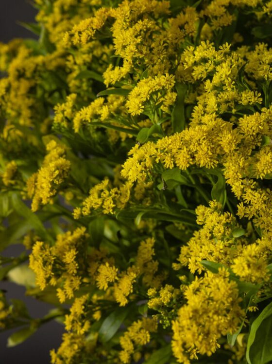 Ramo de Solidago - Imagen 3
