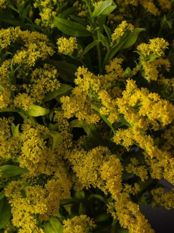 Ramo de Solidago - Imagen 4