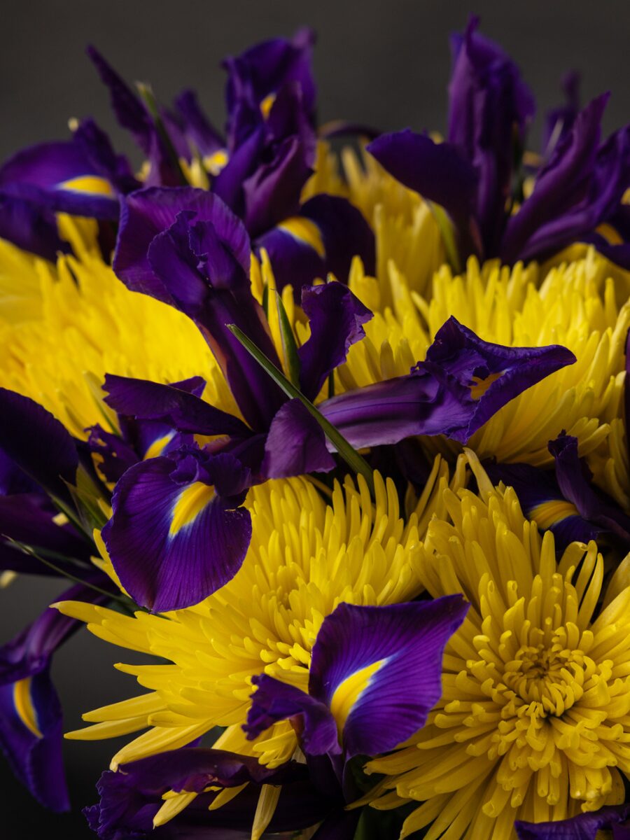 Ramo Anastasias e Iris - Imagen 2