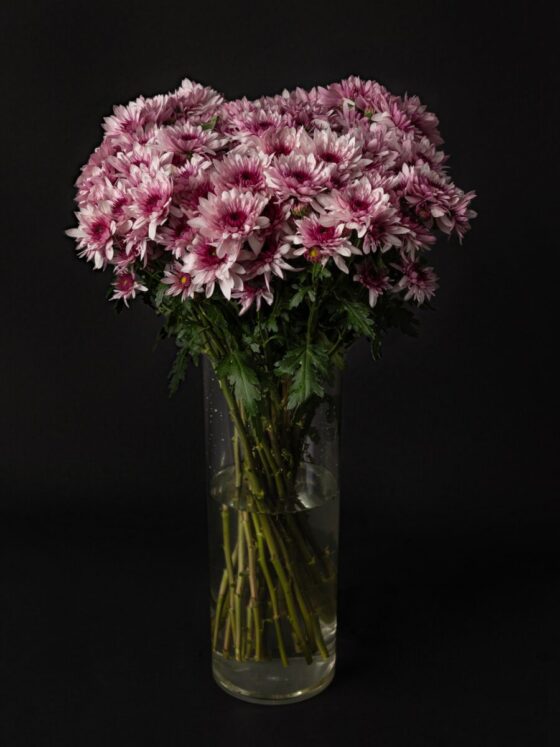 Ramo de Margaritas Daisy Pink