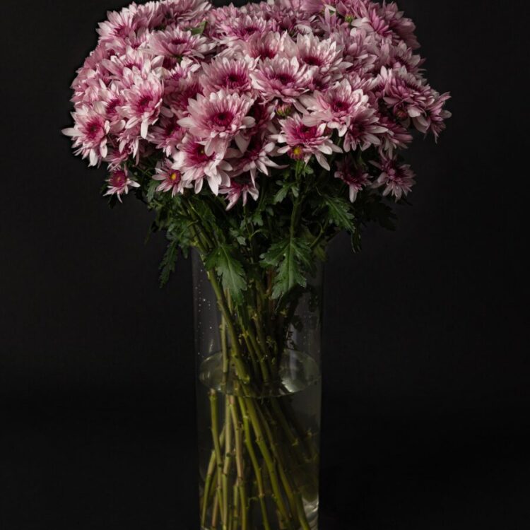 Ramo de Margaritas Daisy Pink