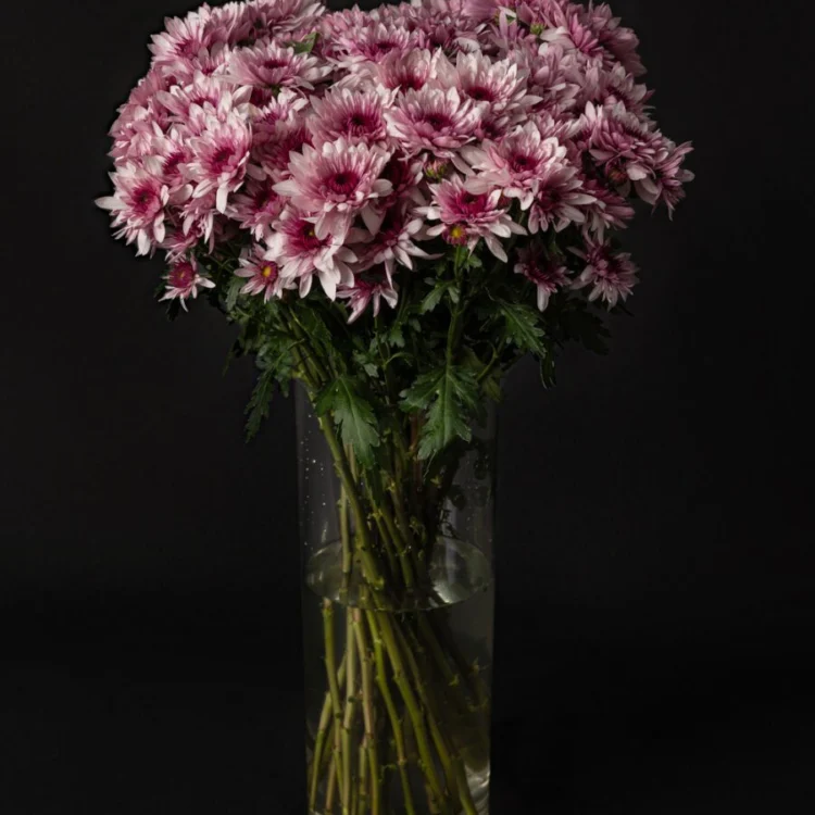 Bouquet of Daisy Pink Daisies
