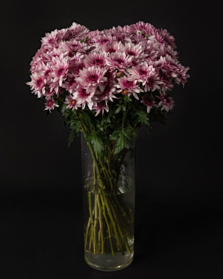 Ramo de Margaritas Daisy Pink