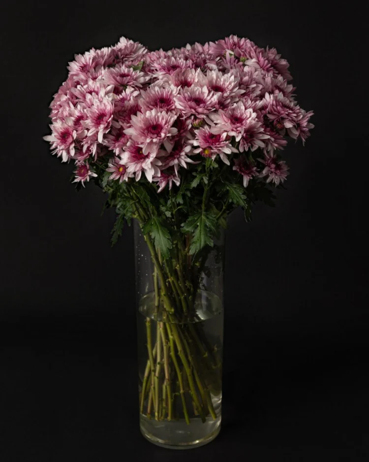 Bouquet of Daisy Pink Daisies