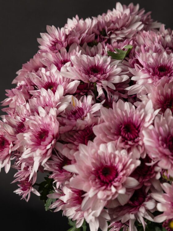 Ramo de Margaritas Daisy Pink - Imagen 2