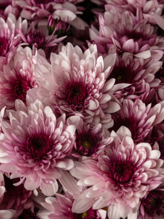 Ramo de Margaritas Daisy Pink - Imagen 3