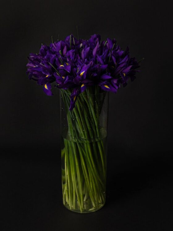 Ramo de 50 Iris