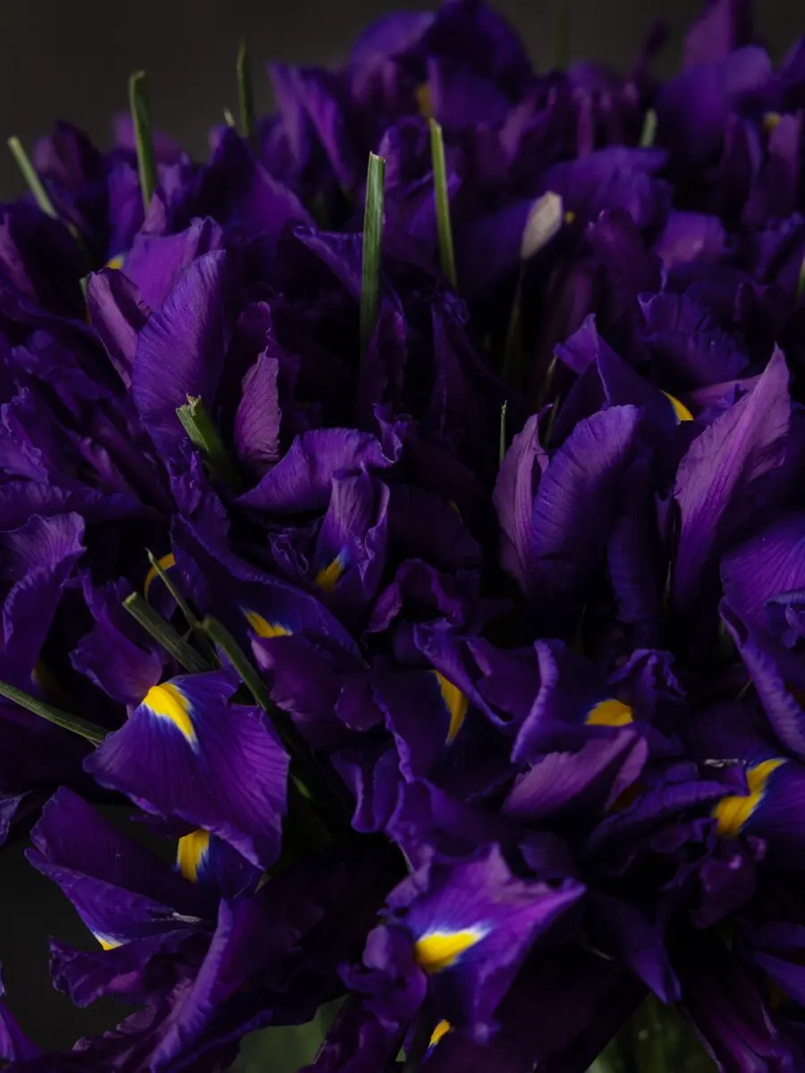 Bouquet of 50 Iris - Image 2