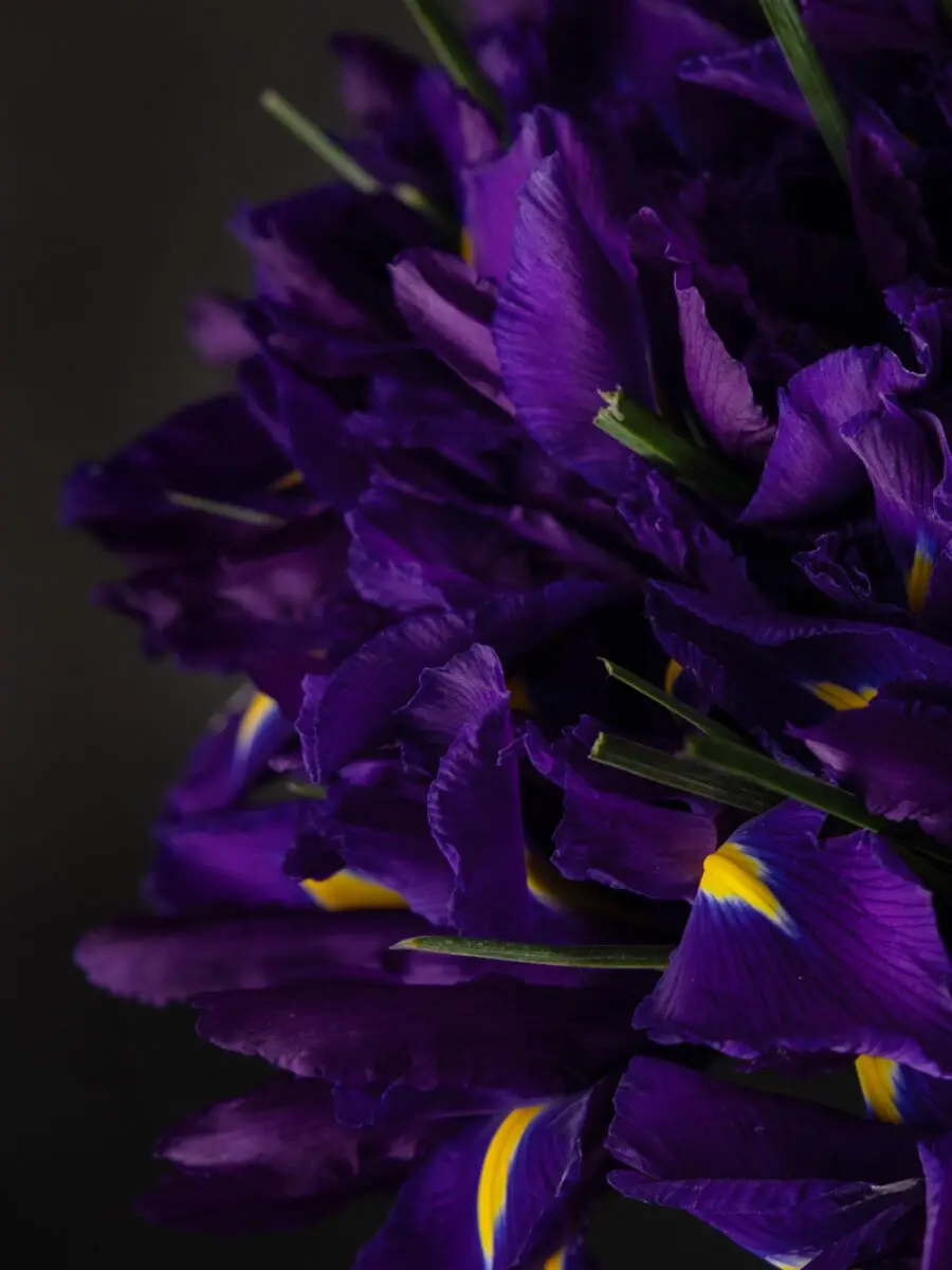 Bouquet of 50 Iris - Image 3