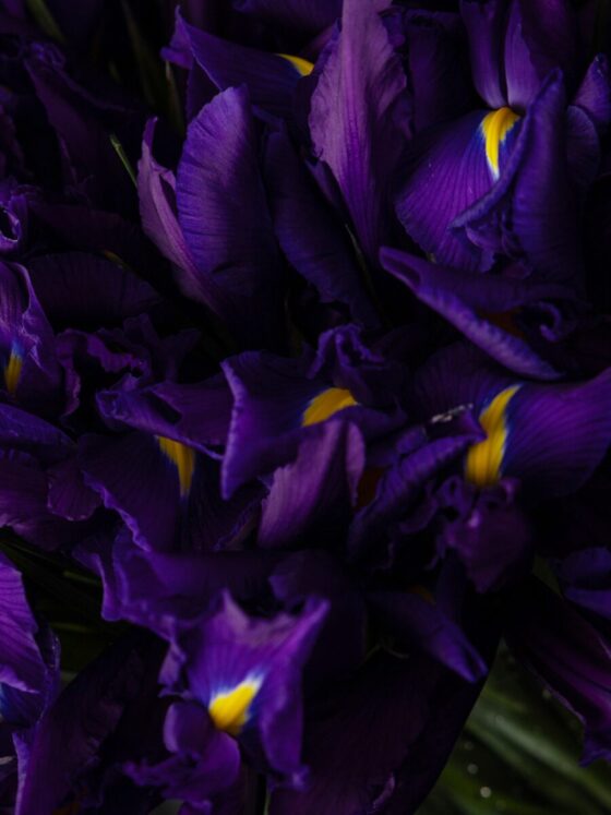 Ramo de 50 Iris - Imagen 4