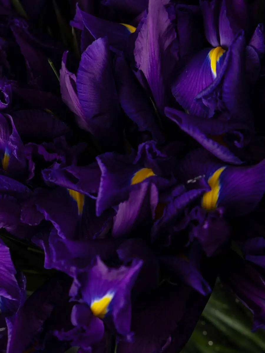 Bouquet of 50 Iris - Image 4