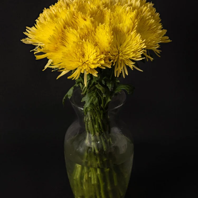 Bouquet of Yellow Chrysanthemums