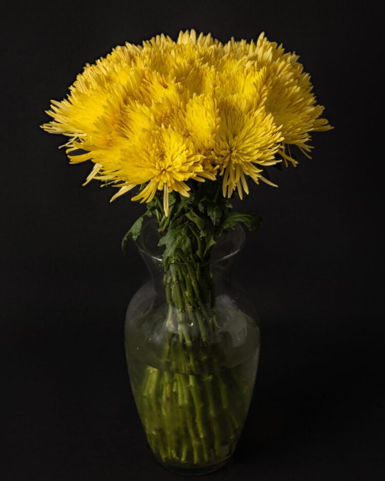 Ramo de Crisantemos Amarillos