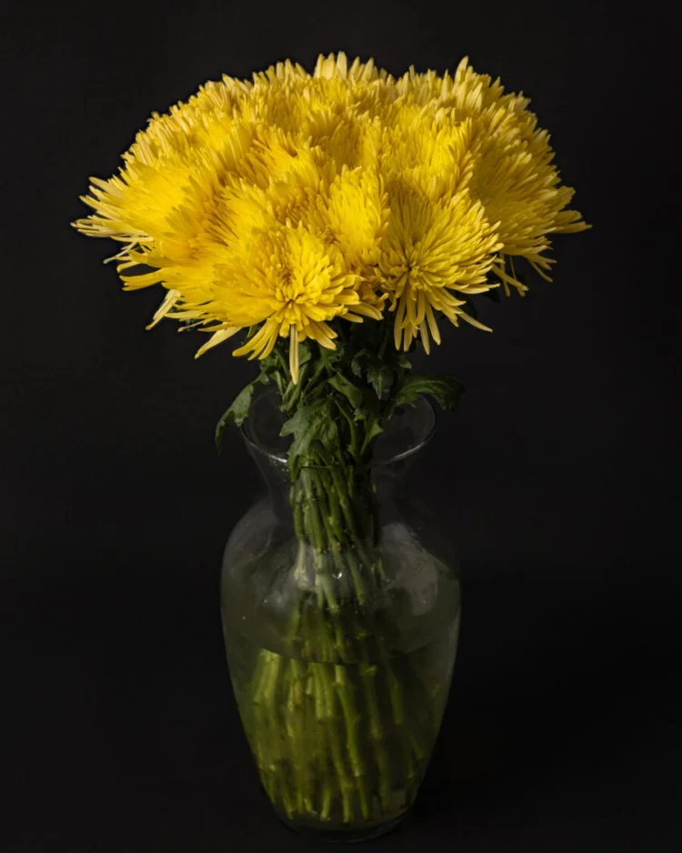 Bouquet of Yellow Chrysanthemums