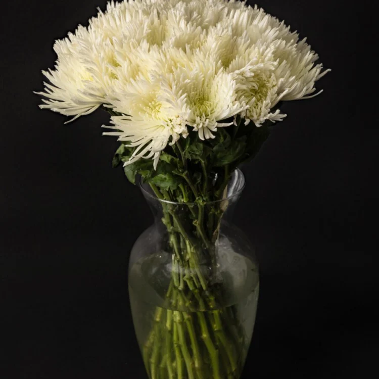 Bouquet of White Chrysanthemums