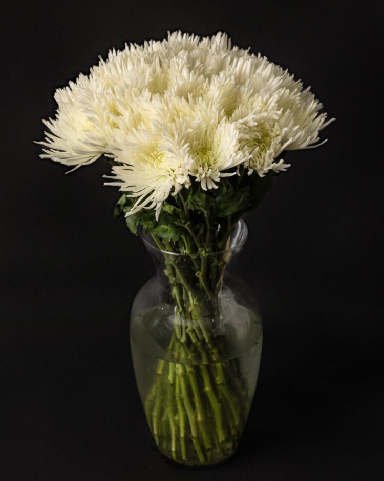 Ramo de Crisantemos Blancos